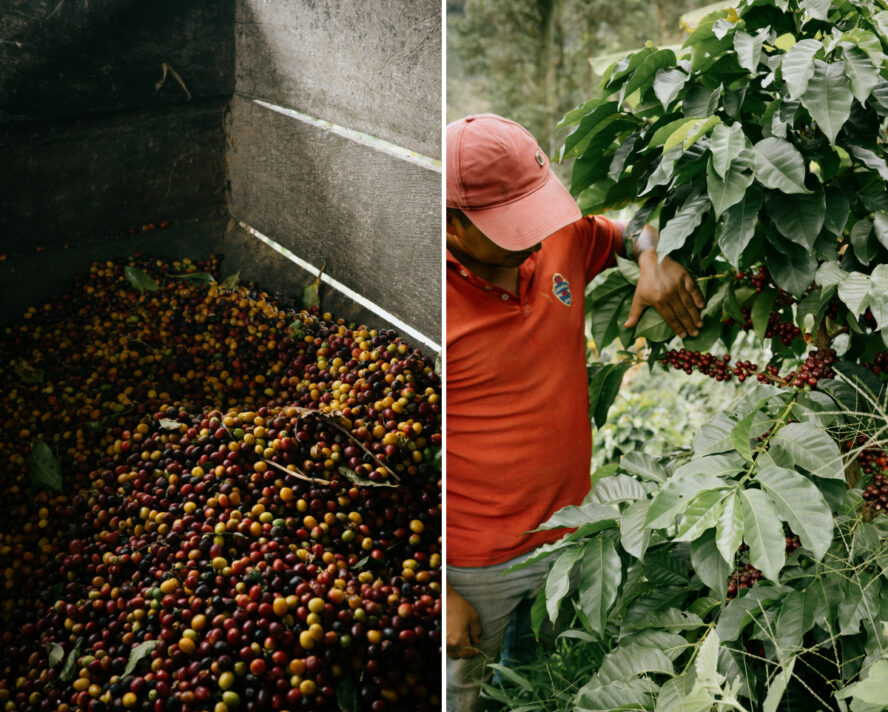 Productores de café colombianos